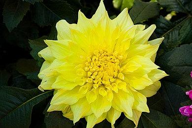 由于特朗普关税 任天堂延期Switch 2在美国的预购